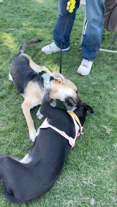 Enlarge Uma, a ADOPTABLE mixed breed in San Diego, CA video 6/6