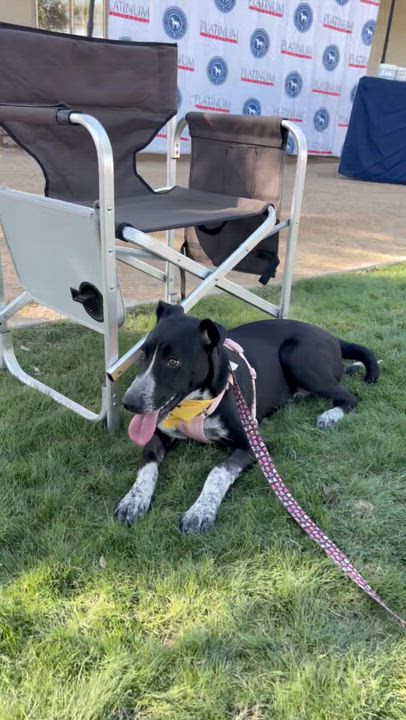 Enlarge Uma, a ADOPTABLE mixed breed in San Diego, CA video 5/6