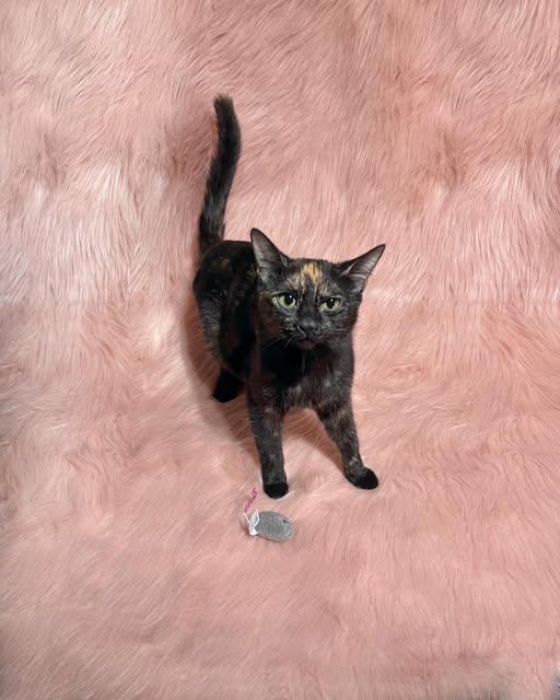 Hazel, ADOPTABLE, Adult Female Domestic Short Hair.