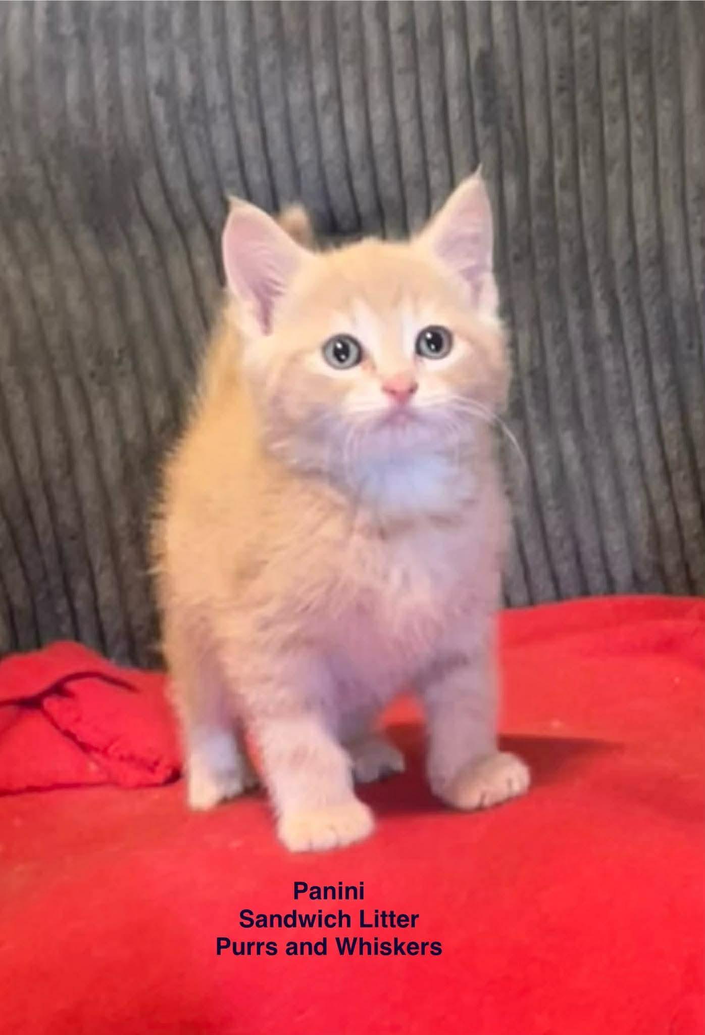 Enlarge Panini, a Adoptable Domestic Short Hair in New Hartford, NY image 1/1