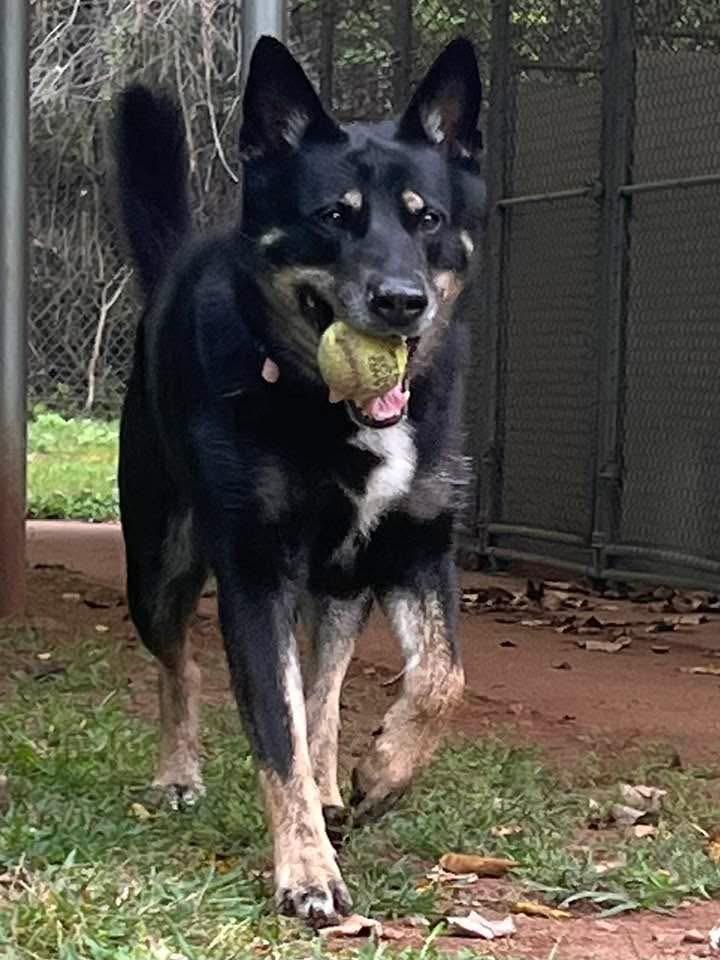 Nova