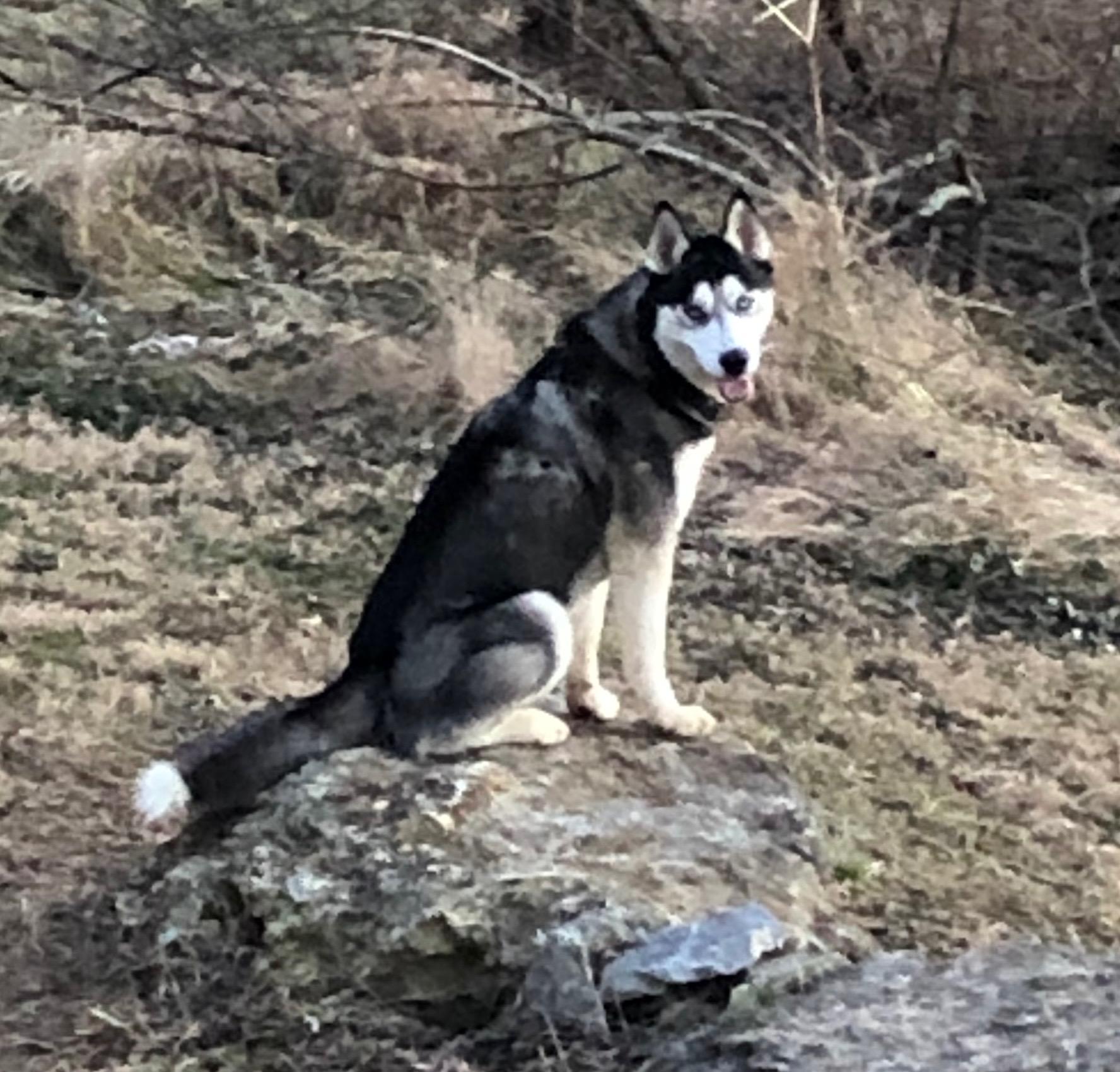 Riley, Adoptable, Adult Male Husky.