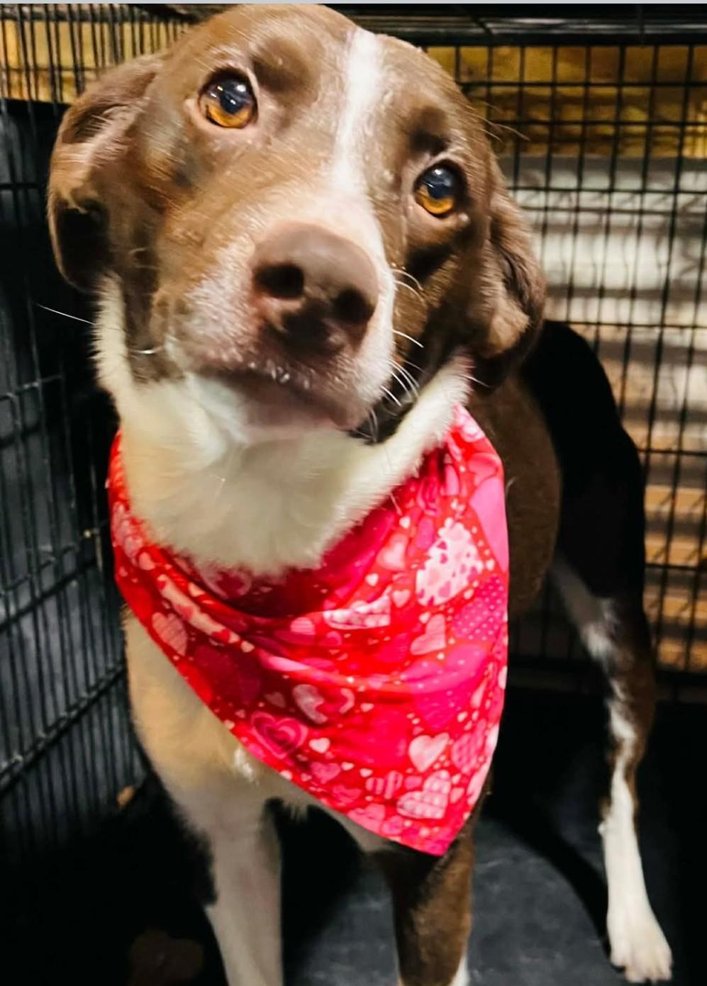 Enlarge COOPER, a ADOPTABLE mixed breed in Coudersport, PA image 1/1