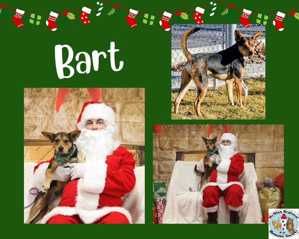 Bart, Adoptable, Young Male Terrier.