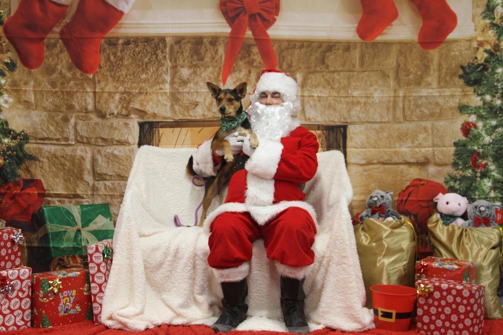 Enlarge Bart, a Adoptable mixed breed in Athens, TN image 2/5