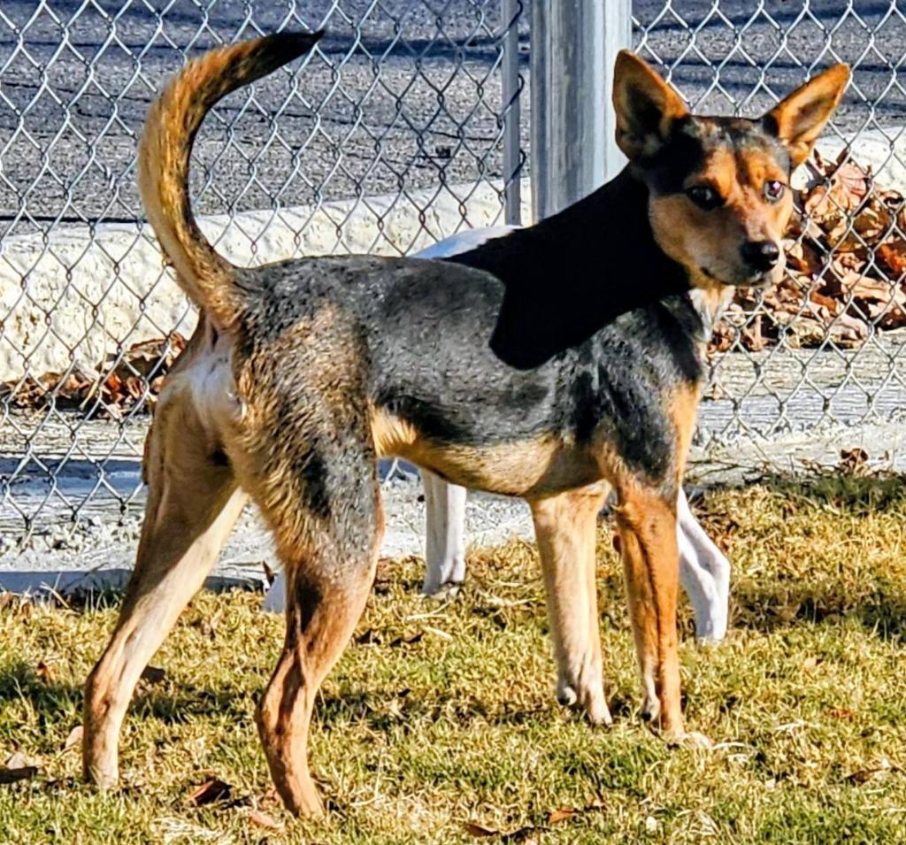 Enlarge Bart, a Adoptable mixed breed in Athens, TN image 3/5