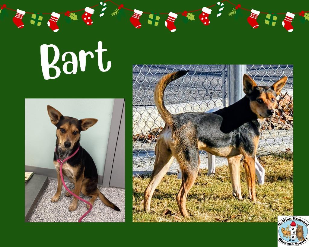 Enlarge Bart, a Adoptable mixed breed in Athens, TN image 4/5