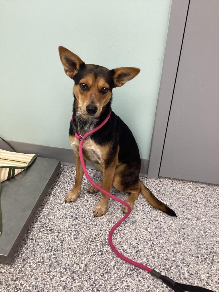 Enlarge Bart, a Adoptable mixed breed in Athens, TN image 5/5