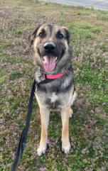 Enlarge April, a ADOPTABLE mixed breed in Hillsboro, MO image 4/4