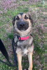 Enlarge April, a ADOPTABLE mixed breed in Hillsboro, MO image 2/4