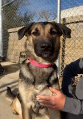 Enlarge April, a ADOPTABLE mixed breed in Hillsboro, MO image 1/4