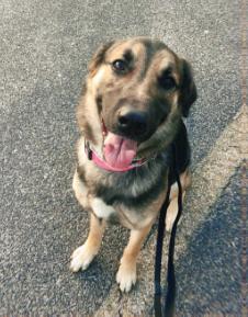 Enlarge April, a ADOPTABLE mixed breed in Hillsboro, MO image 3/4