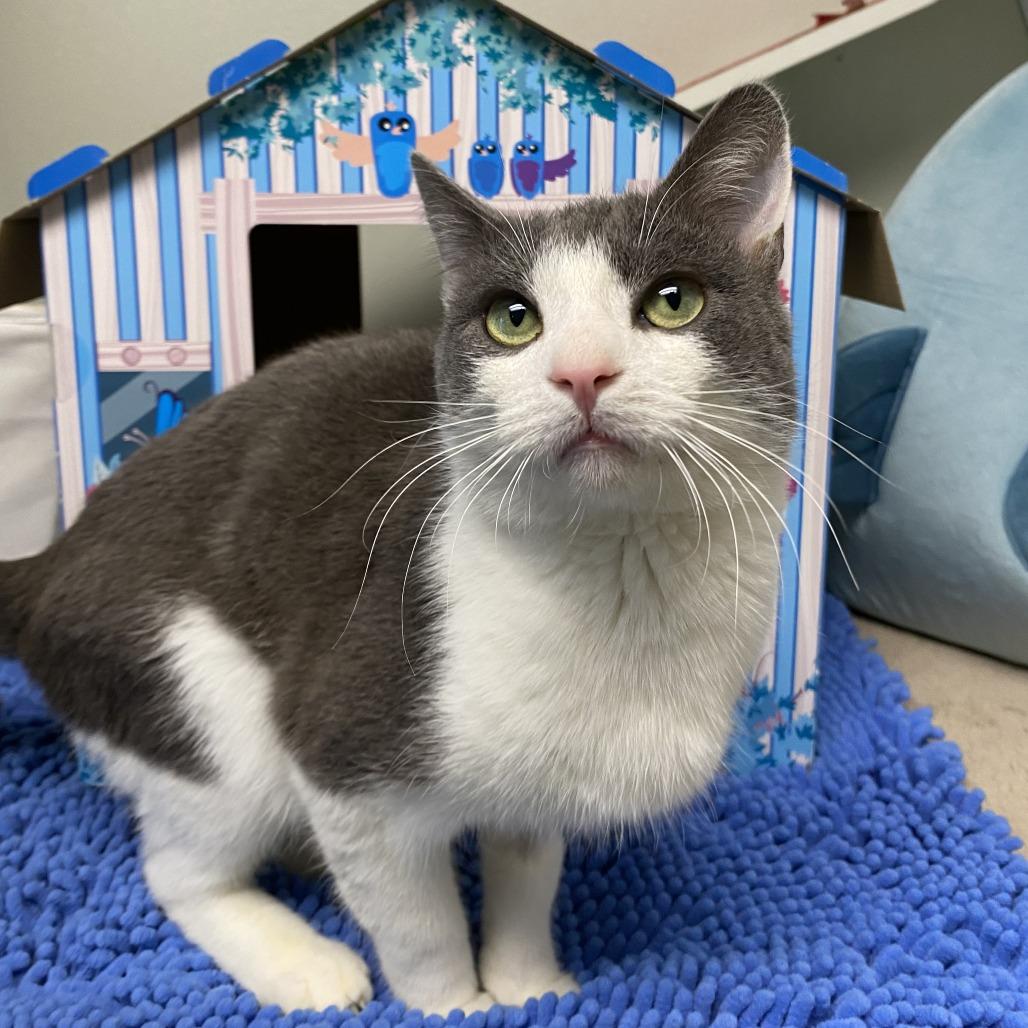 Gary, Adoptable, Young Male Domestic Short Hair.