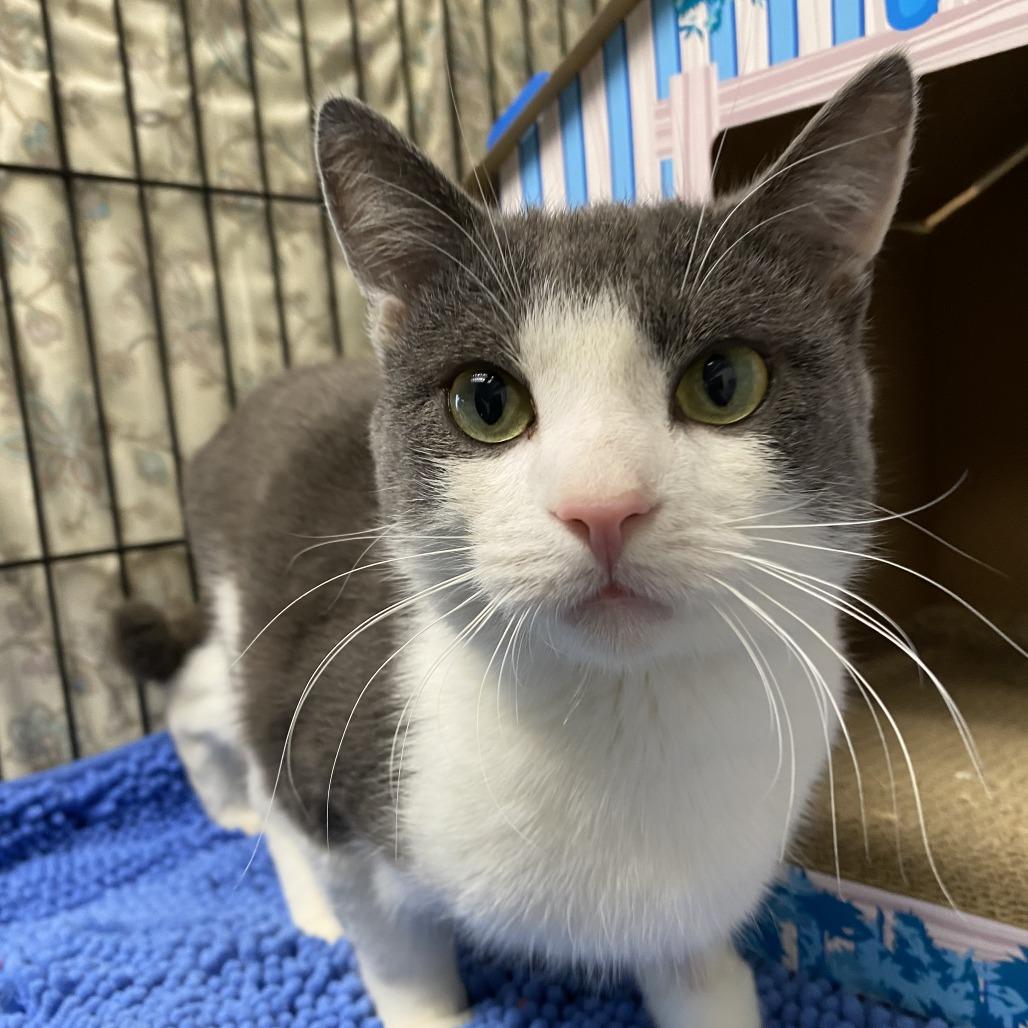 Enlarge Gary, a Adoptable Domestic Short Hair in Fletcher, NC image 3/5