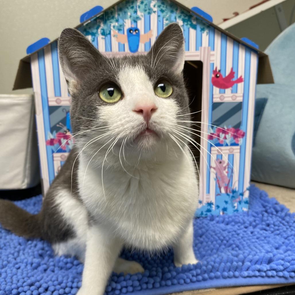 Enlarge Gary, a Adoptable Domestic Short Hair in Fletcher, NC image 4/5