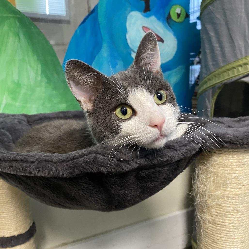 Enlarge Gary, a Adoptable Domestic Short Hair in Fletcher, NC image 5/5