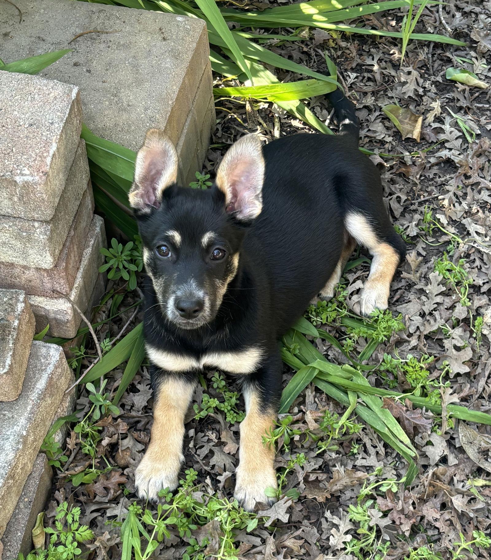 Brooklyn, Adoptable, Puppy Female Corgi & German Shepherd Dog.