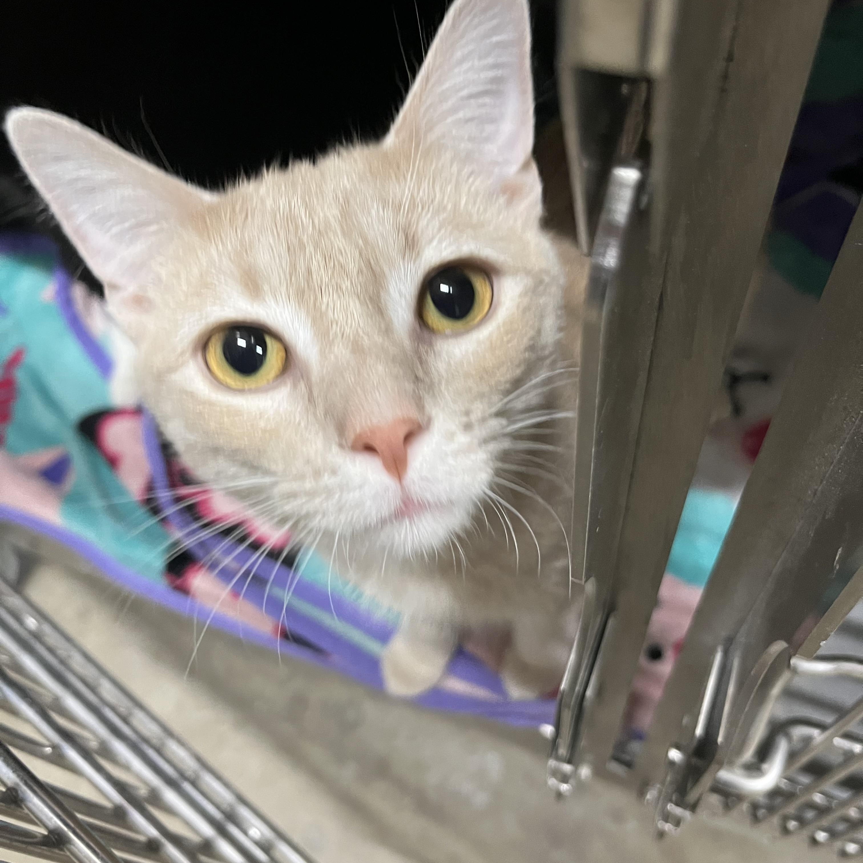 Enlarge MILO, a Adoptable mixed breed in Cincinnati, OH image 1/1