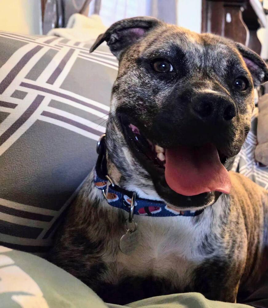Enlarge Tazz, a Adoptable mixed breed in Reynoldsburg, OH image 1/6