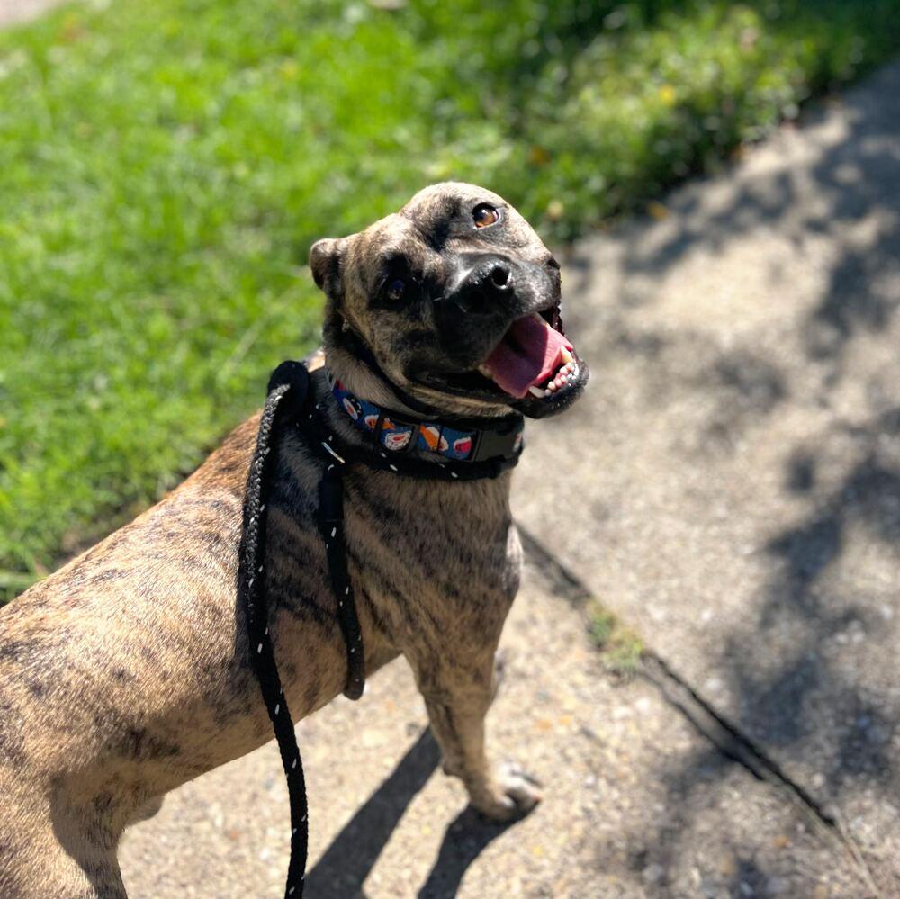 Enlarge Tazz, a Adoptable mixed breed in Reynoldsburg, OH image 2/6