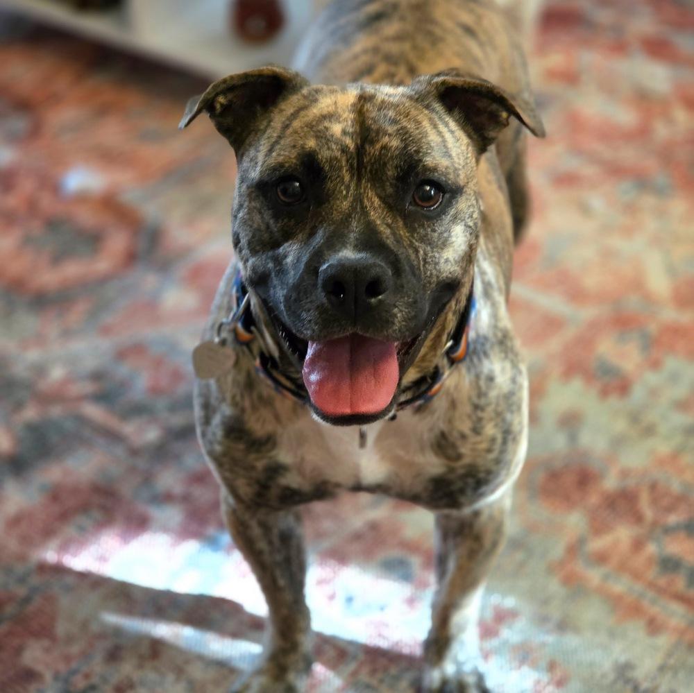 Enlarge Tazz, a Adoptable mixed breed in Reynoldsburg, OH image 3/6