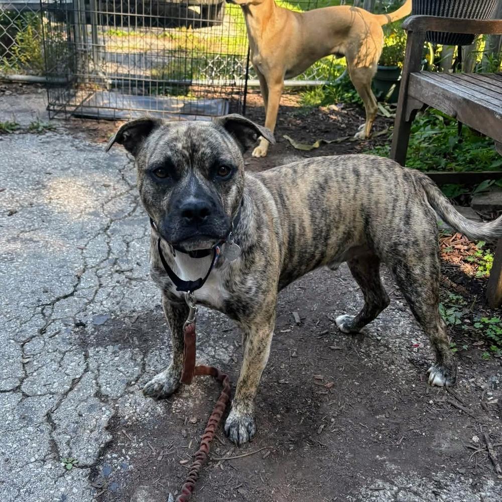 Enlarge Tazz, a Adoptable mixed breed in Reynoldsburg, OH image 4/6