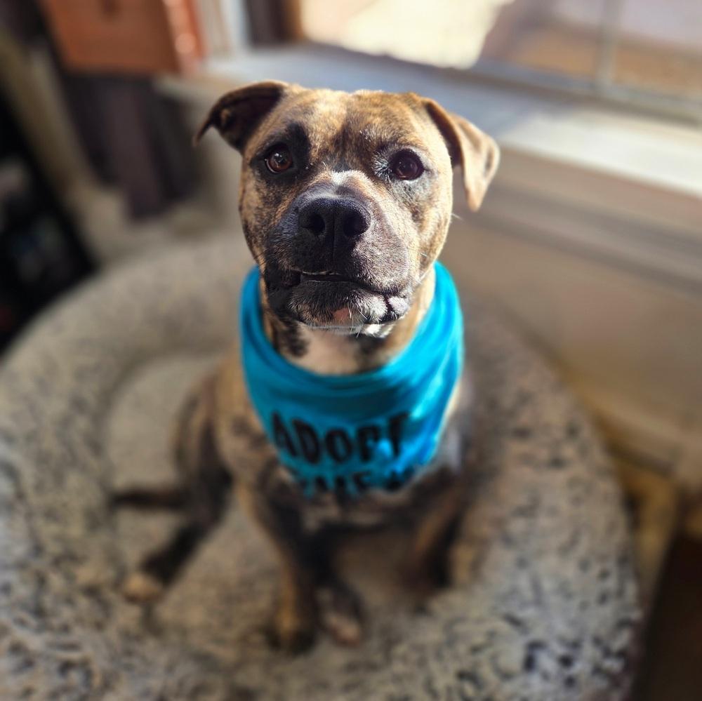Enlarge Tazz, a Adoptable mixed breed in Reynoldsburg, OH image 5/6