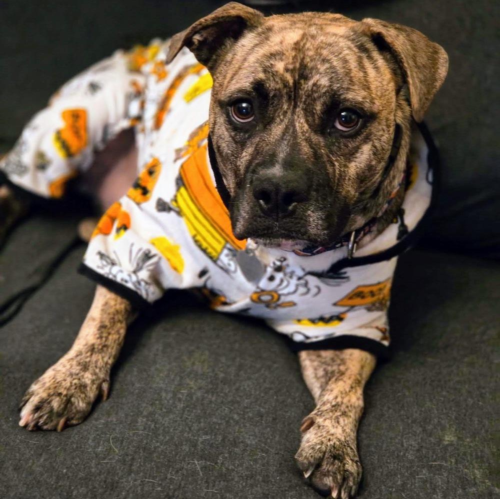 Enlarge Tazz, a Adoptable mixed breed in Reynoldsburg, OH image 6/6
