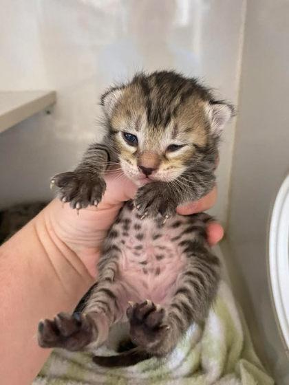 David Meowie, a Adoptable mixed breed in Lampasas, TX image 1/2