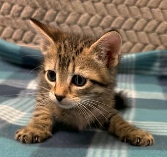 David Meowie, a Adoptable mixed breed in Lampasas, TX image 2/2