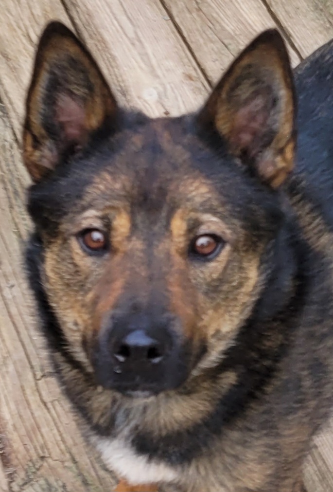 Stewart, Adoptable, Adult Male Australian Cattle Dog / Blue Heeler.