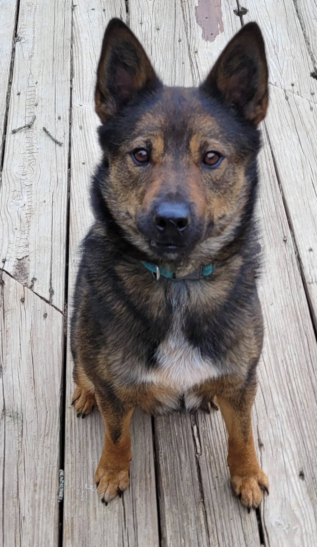 Enlarge Stewart, a Adoptable mixed breed in Rensselaer, NY image 2/4