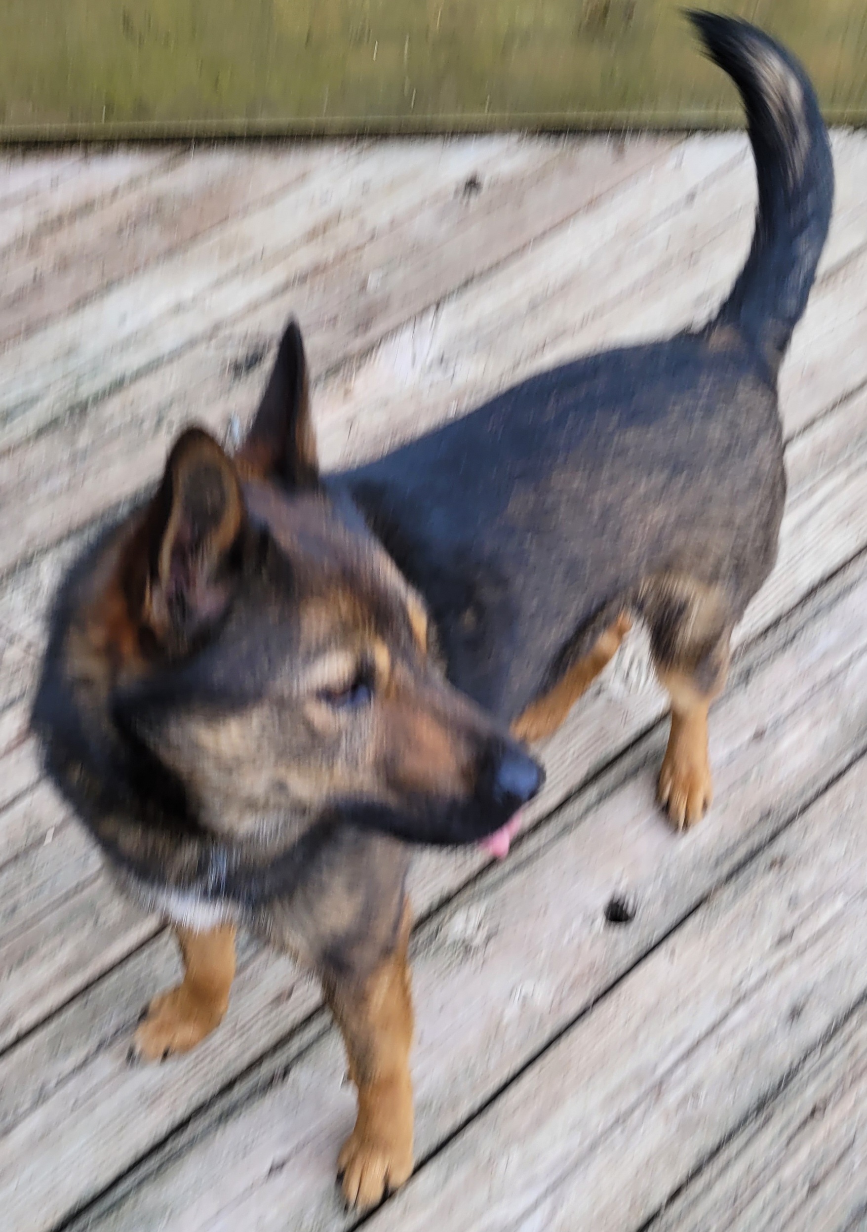 Enlarge Stewart, a Adoptable mixed breed in Rensselaer, NY image 3/4