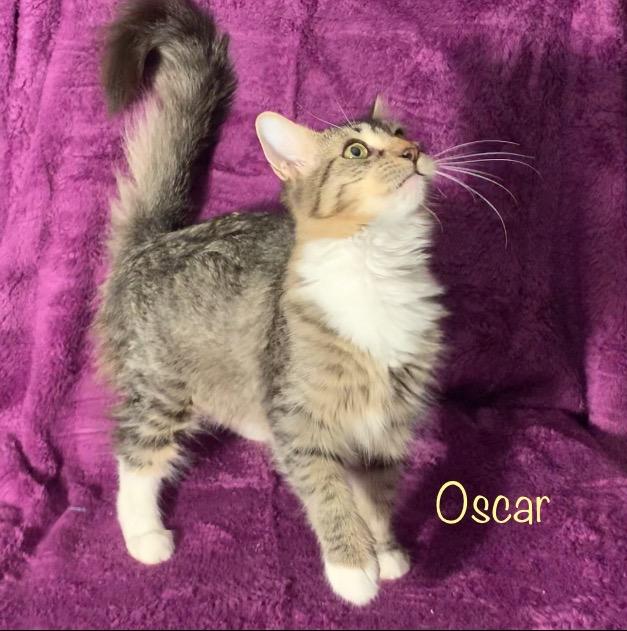 Enlarge Oscar, an adoptable Domestic Medium Hair in Dixon, CA image 1/5