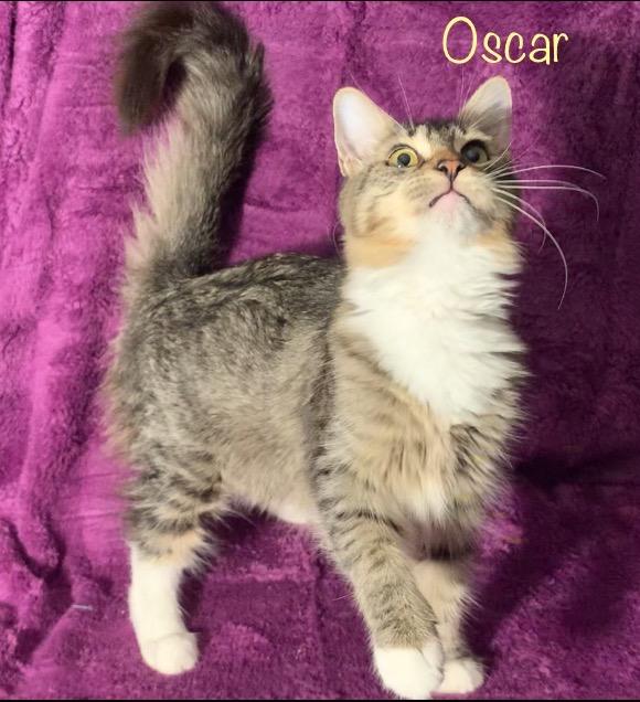 Enlarge Oscar, an adoptable Domestic Medium Hair in Dixon, CA image 5/5