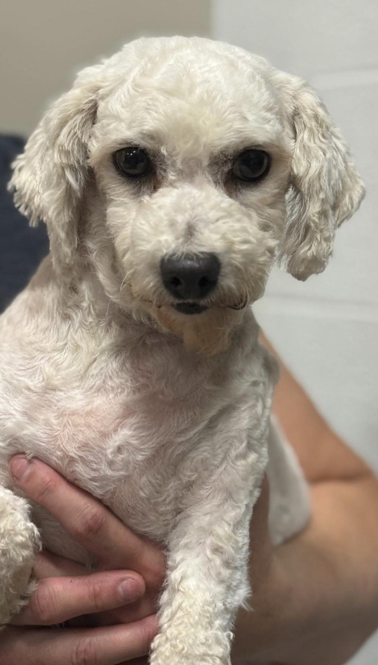 Glory, Adoptable, Adult Female Bichon Frise.