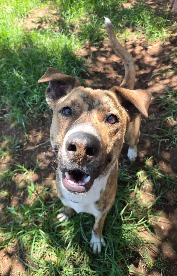 Enlarge Kanho, an adopted Black Mouth Cur in Saint George, UT image 1/1
