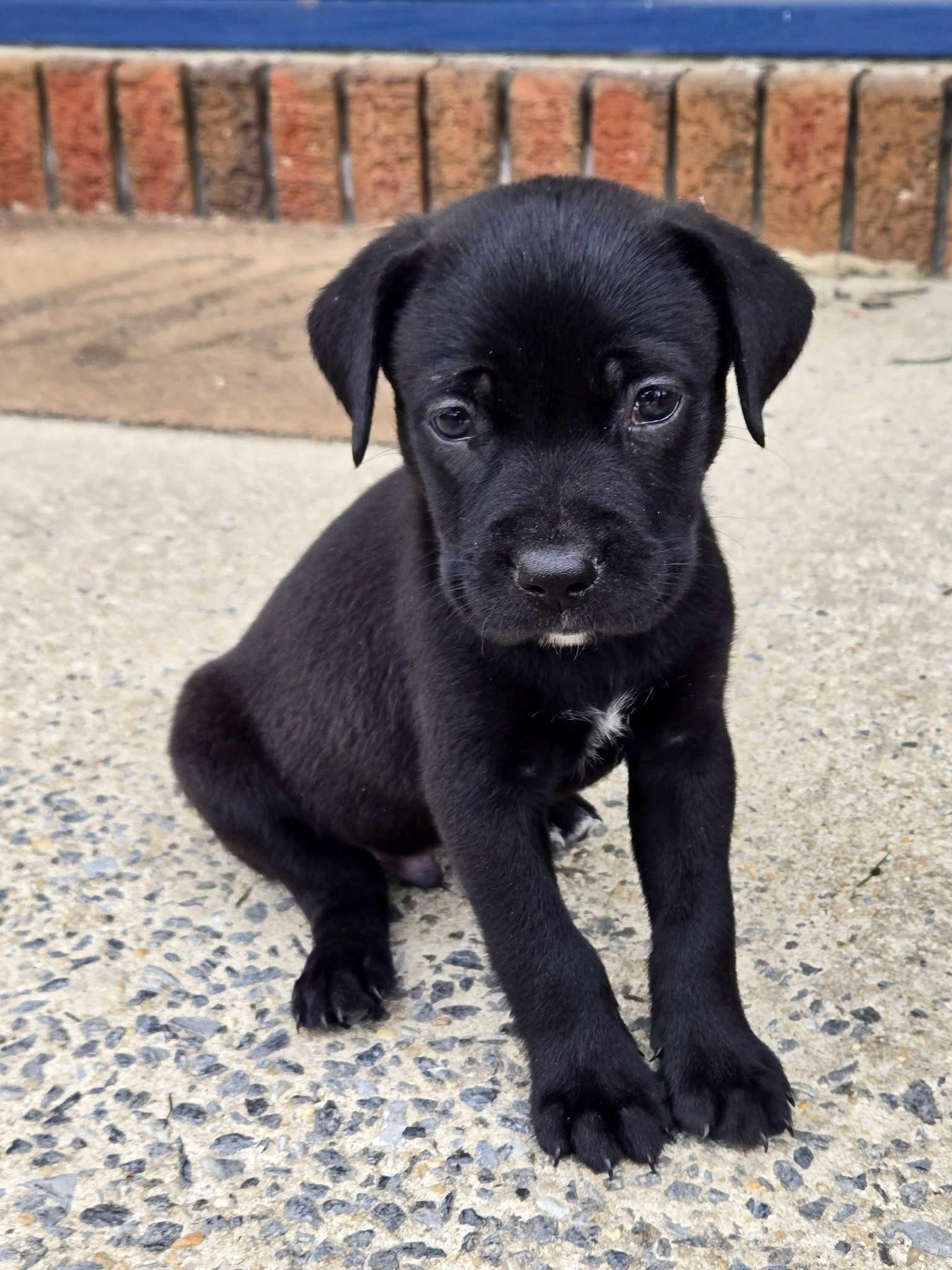 Enlarge Kong, a ADOPTABLE mixed breed in Collingswood, NJ image 4/4