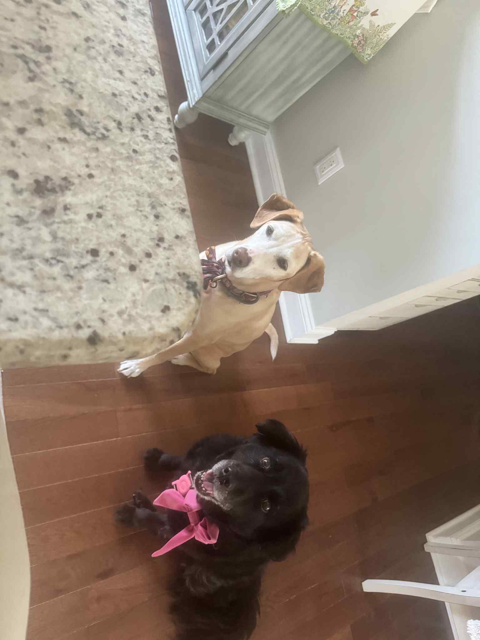 Enlarge Doodle, a Adopted Mixed Breed in Falls Church, VA image 6/6