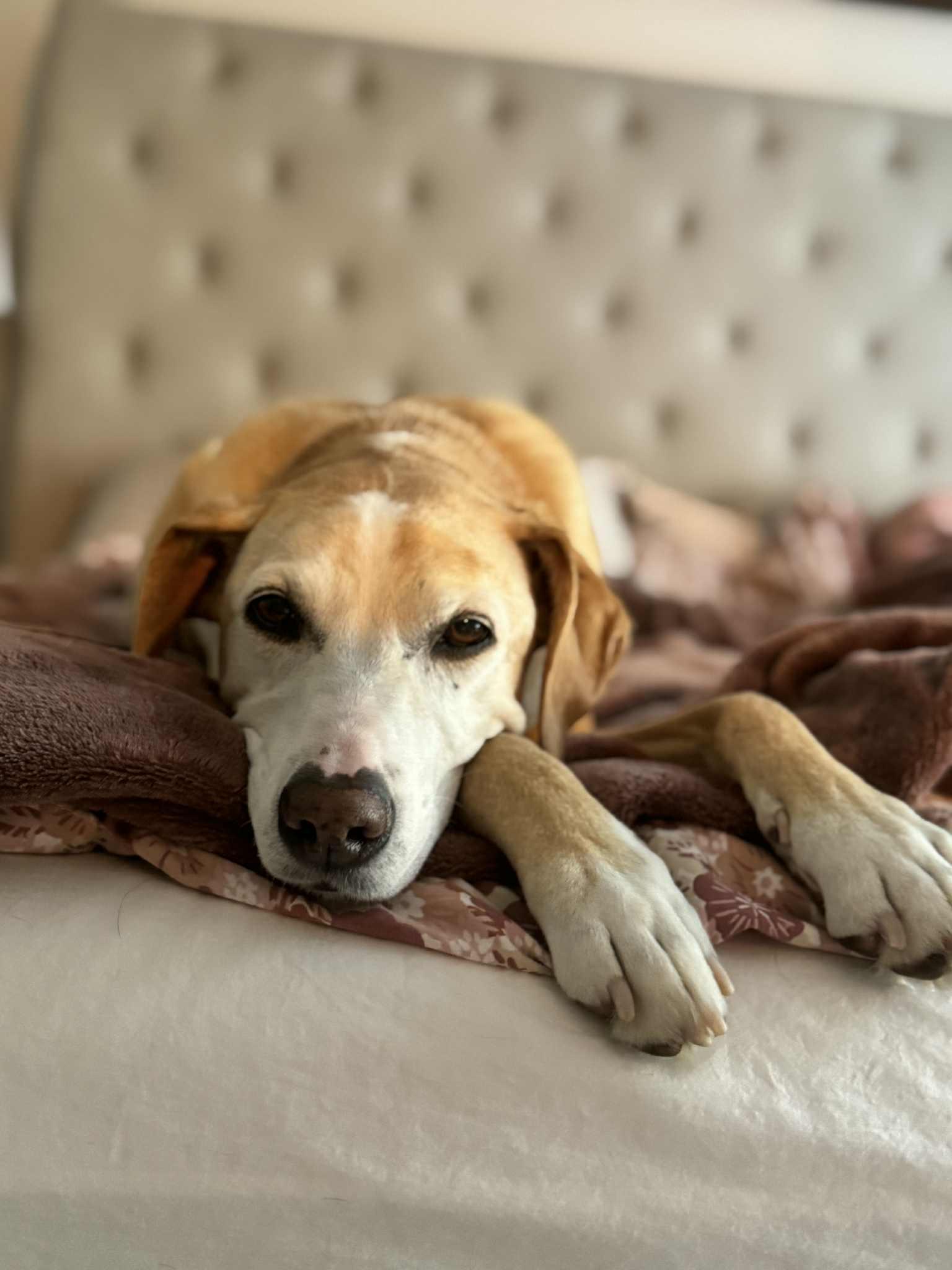 Doodle, Adopted, Senior Female Mixed Breed.