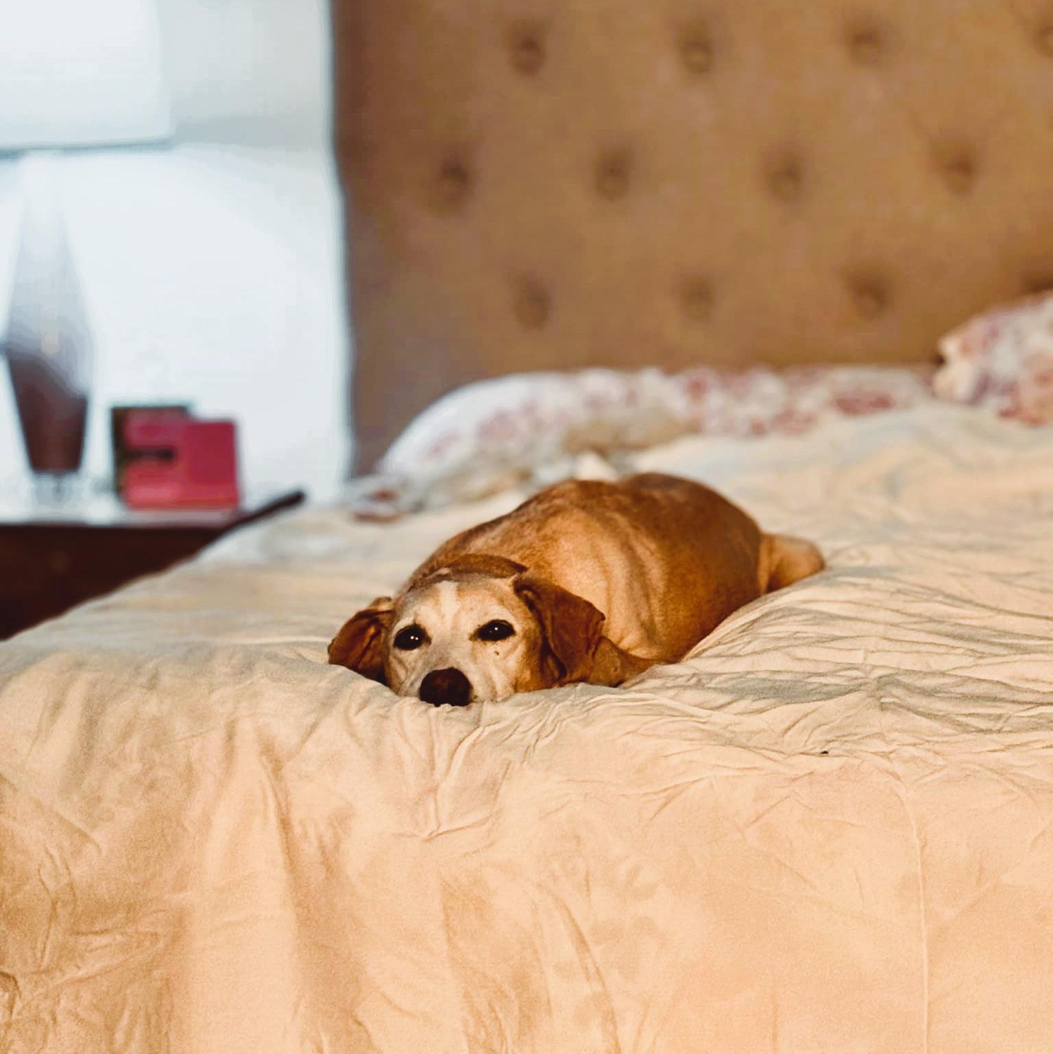 Enlarge Doodle, a Adopted Mixed Breed in Falls Church, VA image 3/6