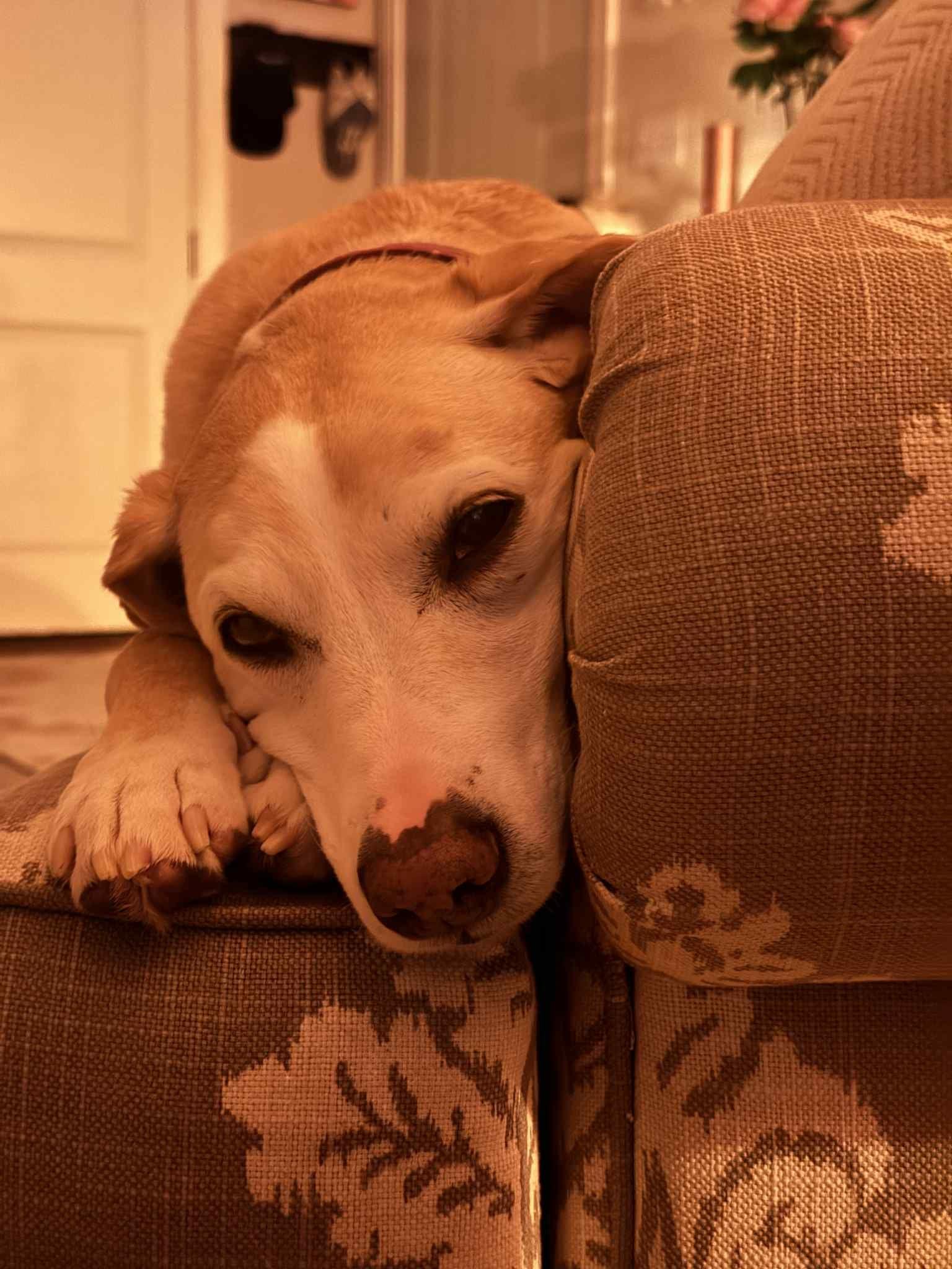 Enlarge Doodle, a Adopted Mixed Breed in Falls Church, VA image 5/6