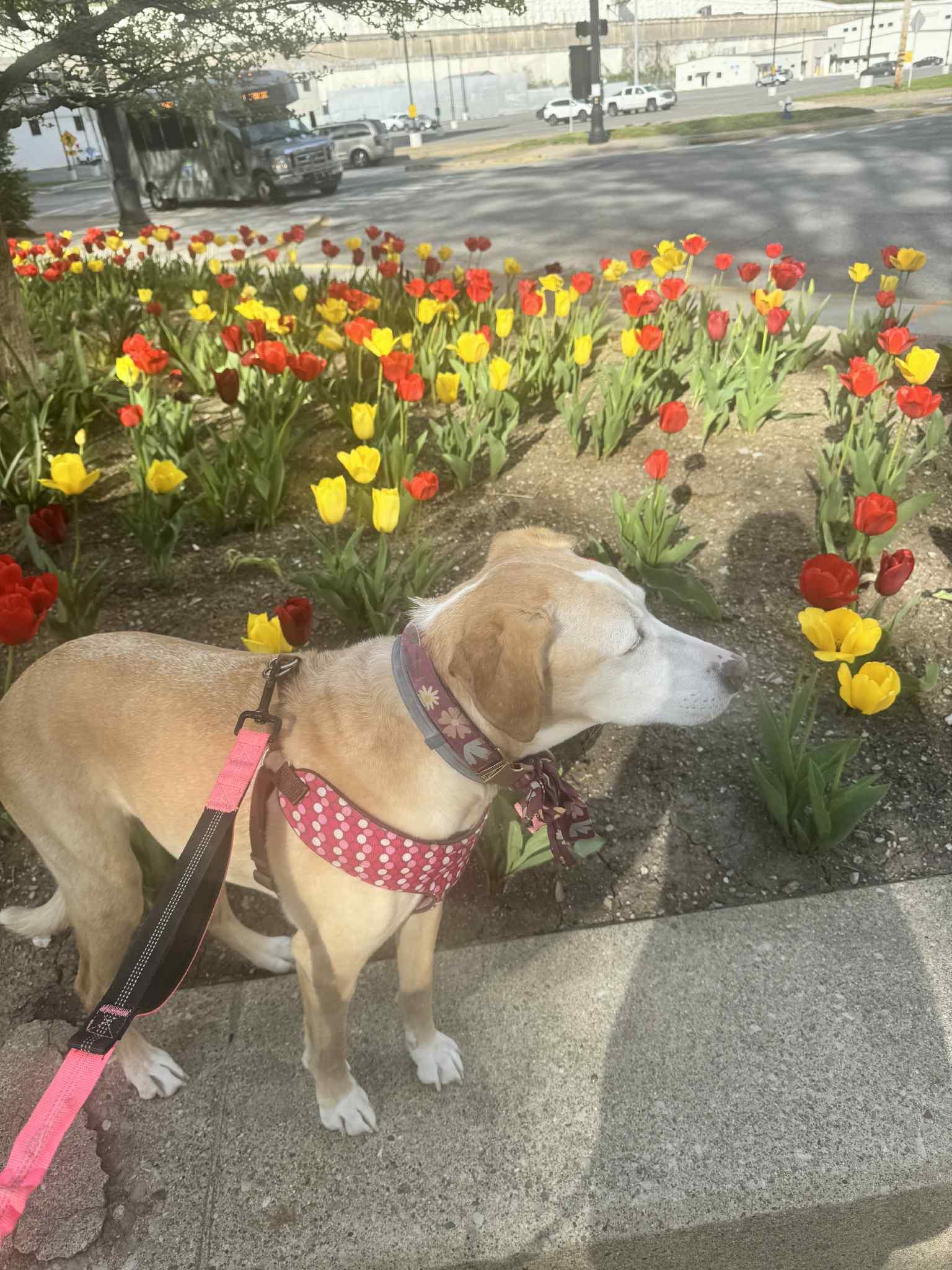 Enlarge Doodle, a Adopted Mixed Breed in Falls Church, VA image 2/6