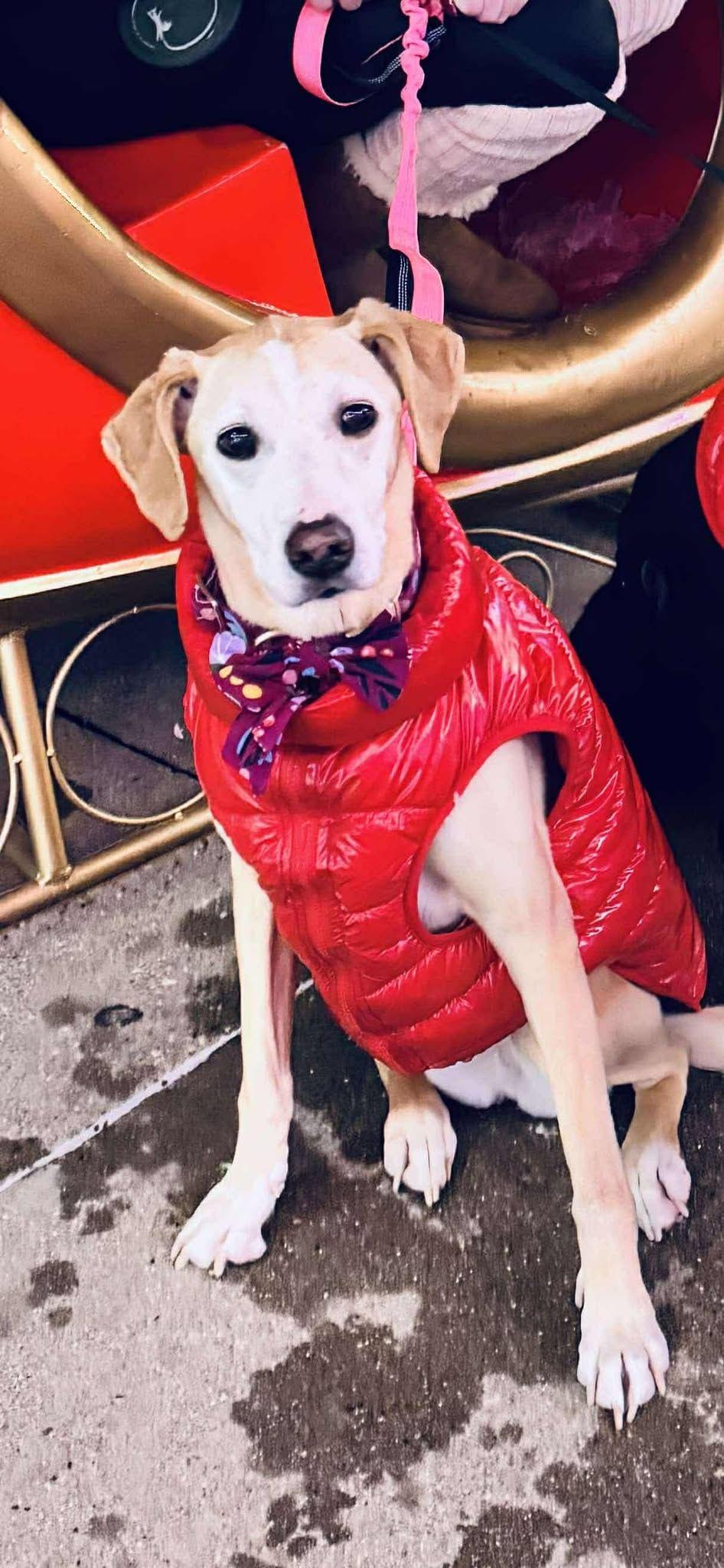 Enlarge Doodle, a Adopted Mixed Breed in Falls Church, VA image 4/6