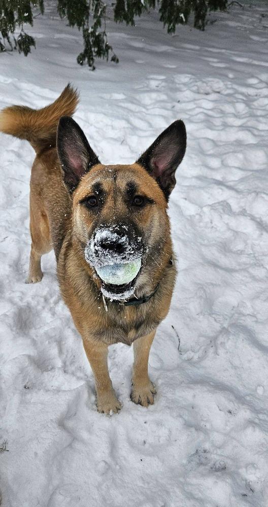 Seger, Adoptable, Young Male Husky & Labrador Retriever.