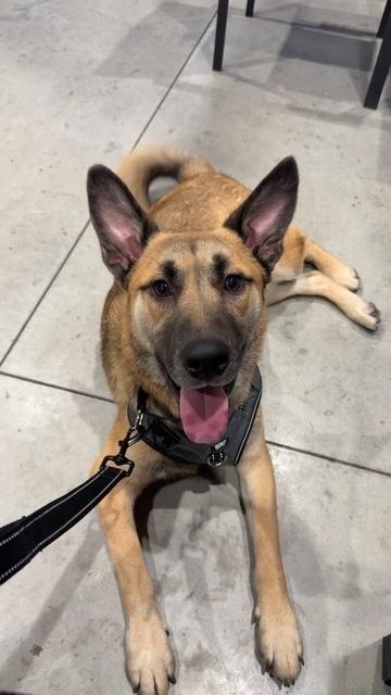 Seger, Adoptable, Young Male Husky & Labrador Retriever.