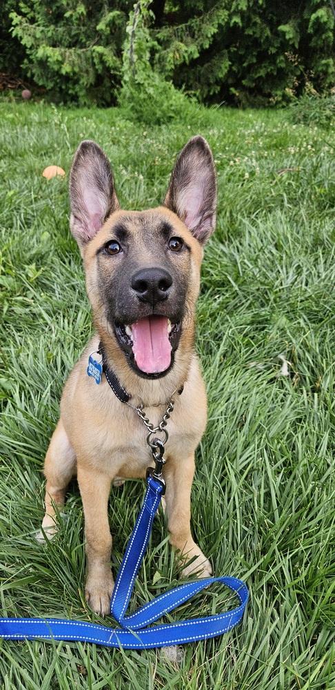 Enlarge Seger, a Adoptable mixed breed in Saginaw, MI image 2/6