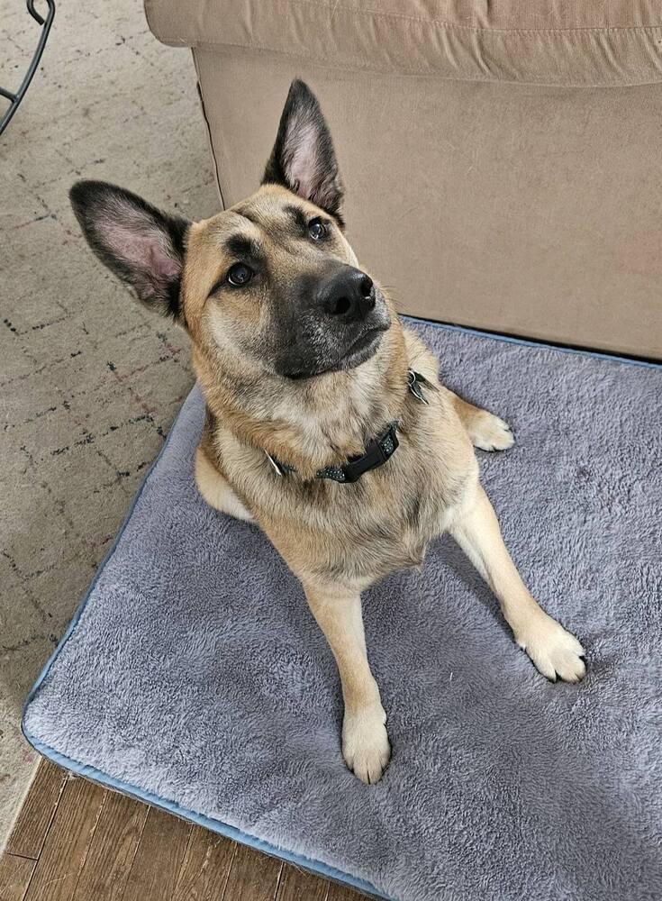 Enlarge Seger, a Adoptable mixed breed in Saginaw, MI image 3/6