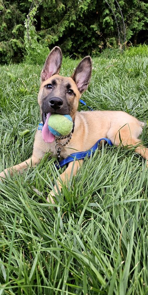 Enlarge Seger, a Adoptable mixed breed in Saginaw, MI image 4/6