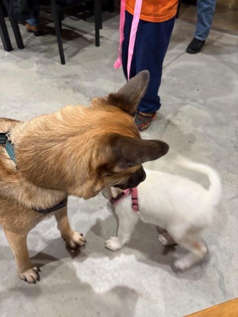 Enlarge Seger, a Adoptable mixed breed in Saginaw, MI image 5/6